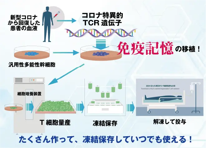 免疫記憶を移植したキラーT細胞でウイルス感染症から人類を救う！